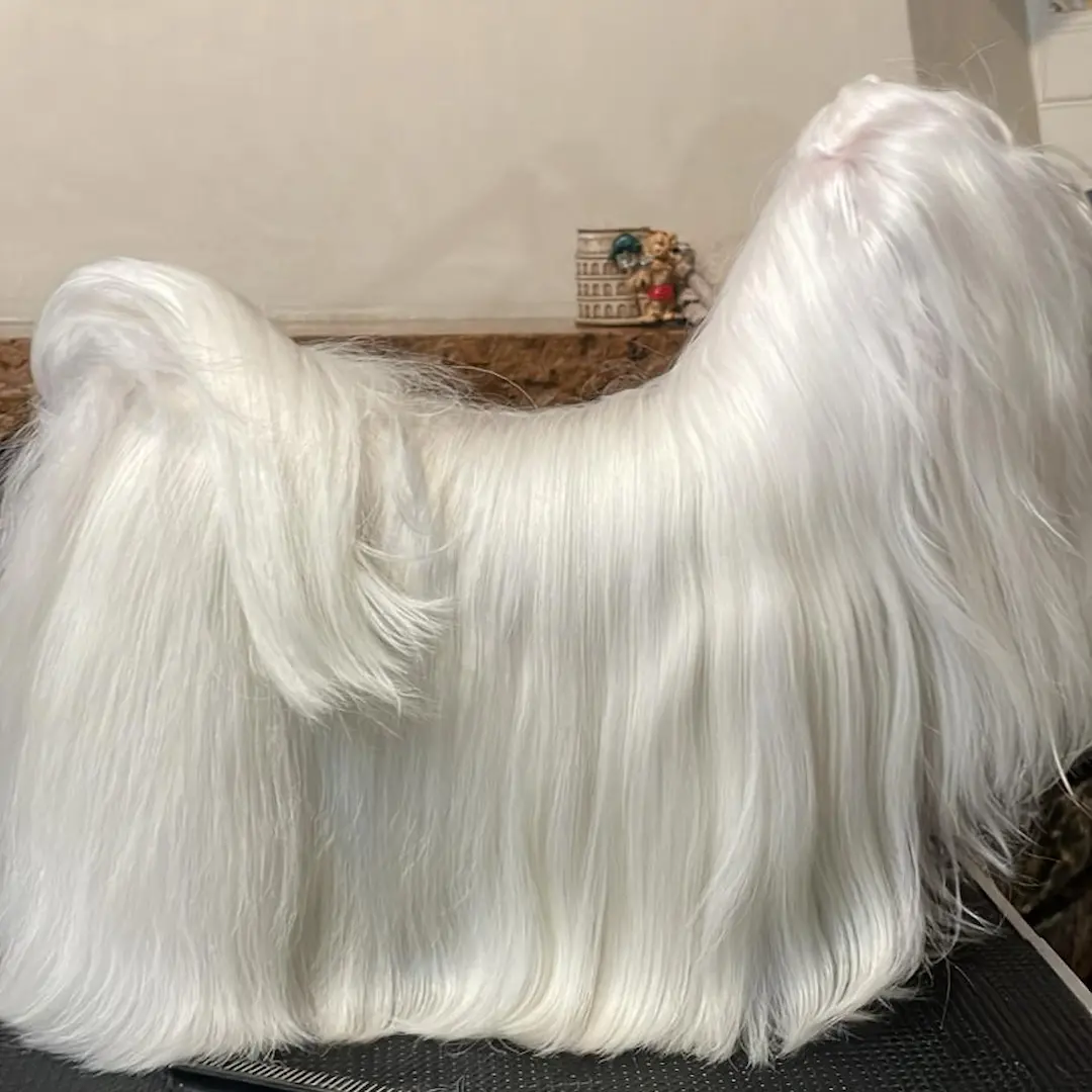 il maltese perde il pelo