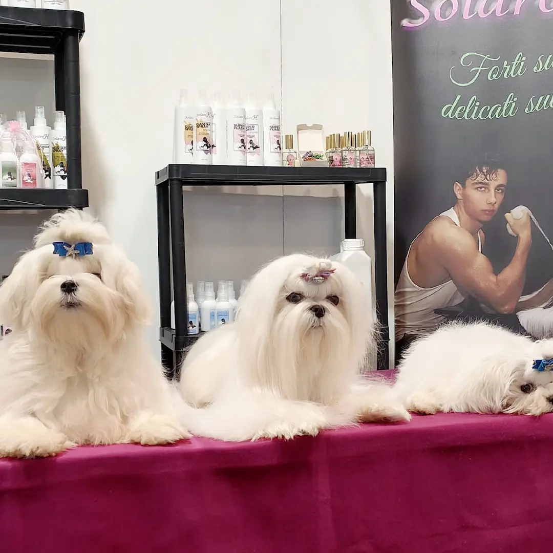 Il Maltese cambia il pelo da cucciolo ad adulto?