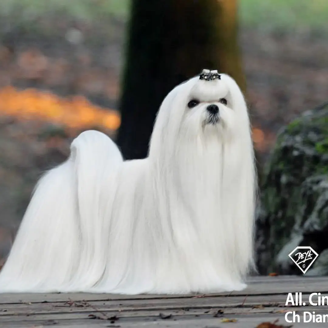 Toelettatura professionale maltese